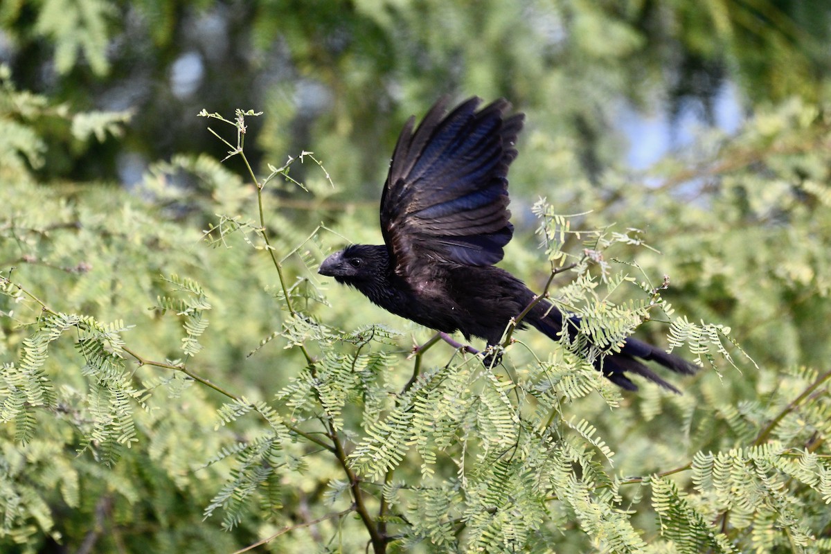 Düz Gagalı Ani - ML644735079