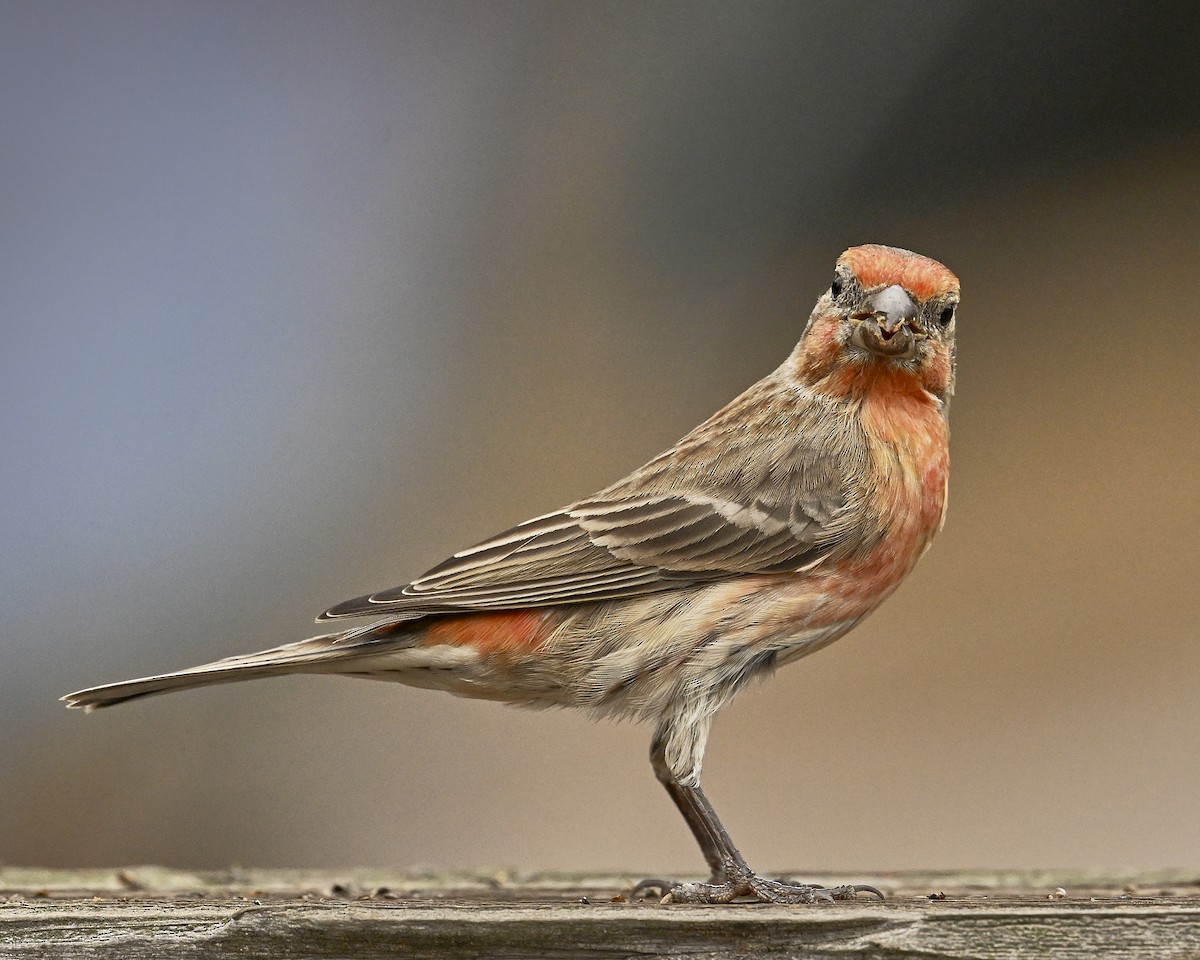 Burugorri arrunta - ML644735081