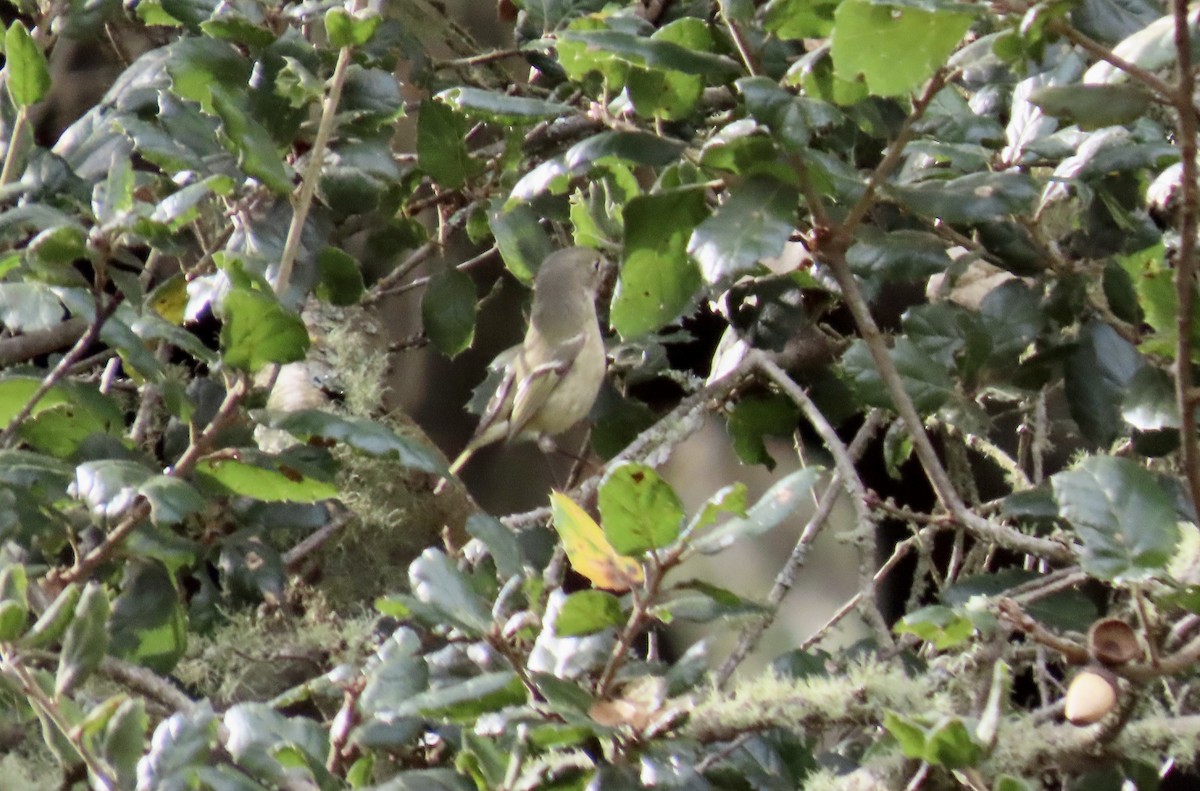 Ruby-crowned Kinglet - ML644735090