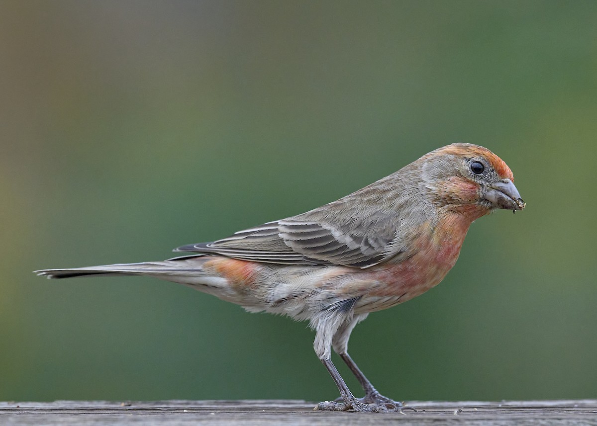 Burugorri arrunta - ML644735097