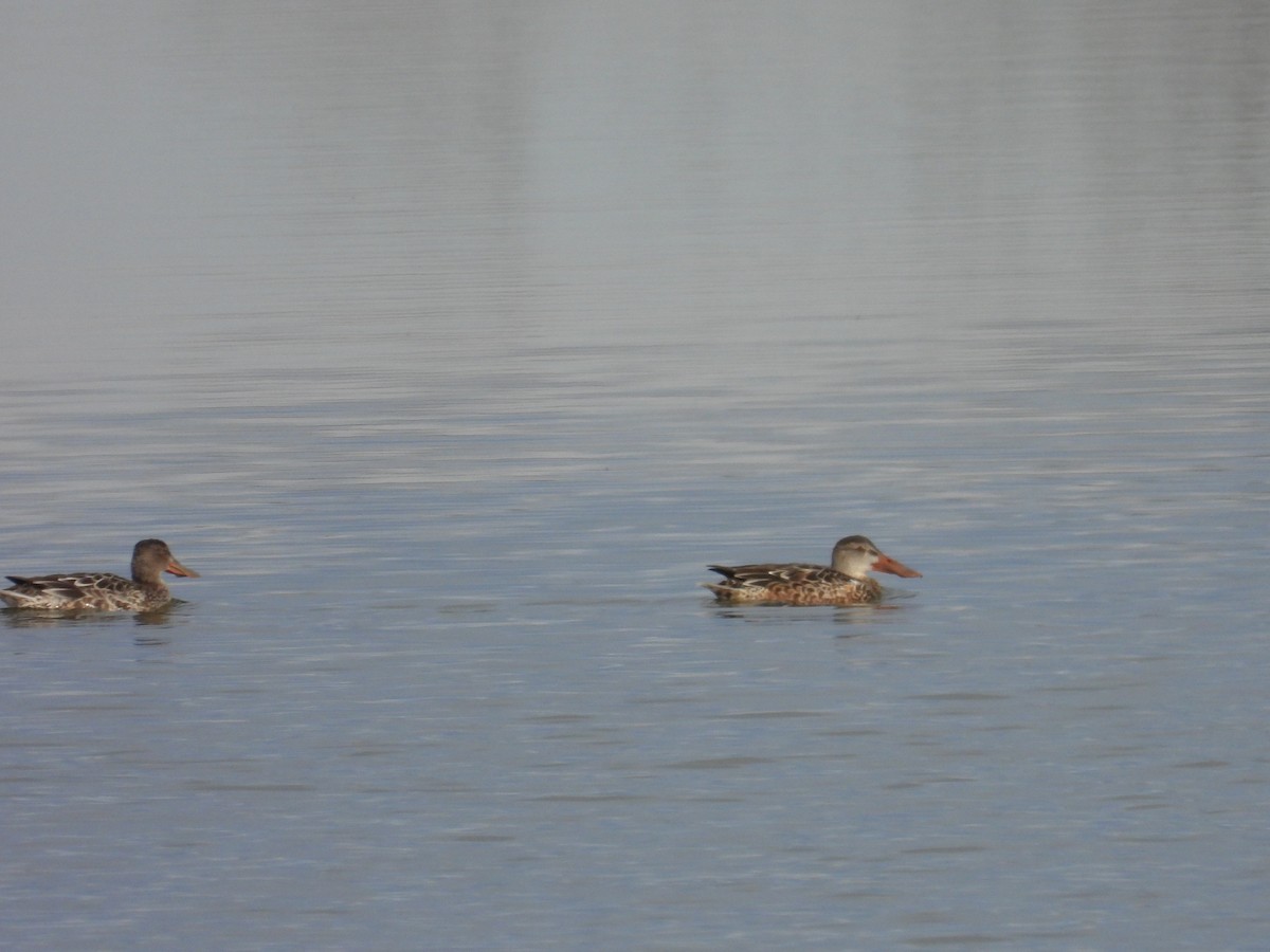 Northern Shoveler - ML644735099