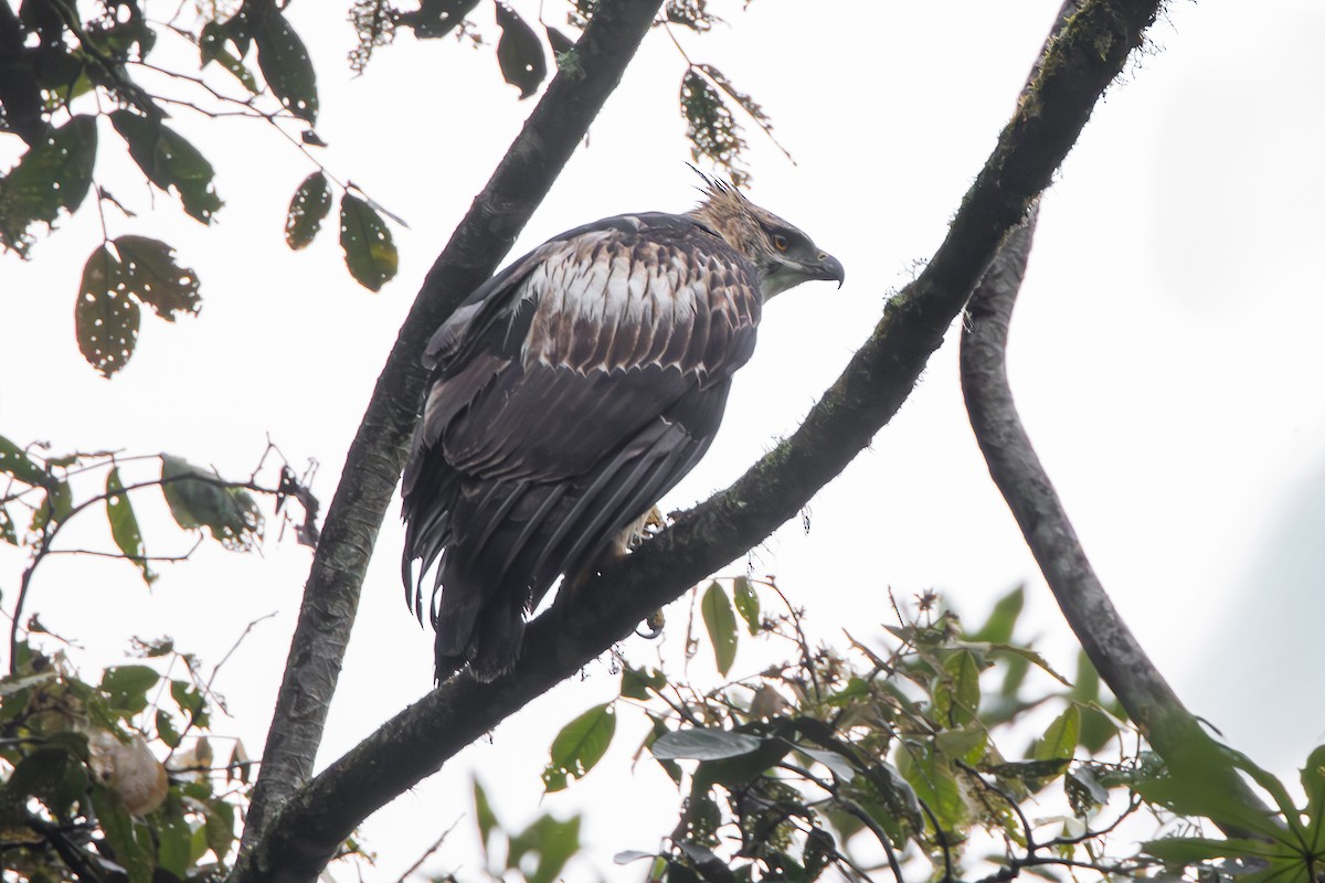Black-and-chestnut Eagle - ML644735111