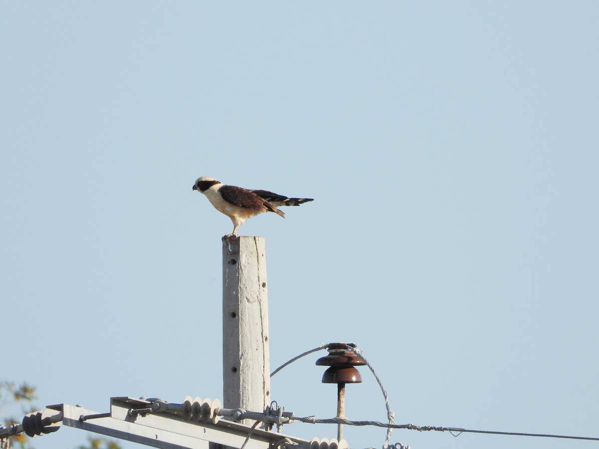 Laughing Falcon - ML644735129