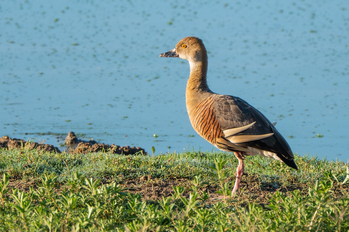 Plumed Whistling-Duck - ML644735145