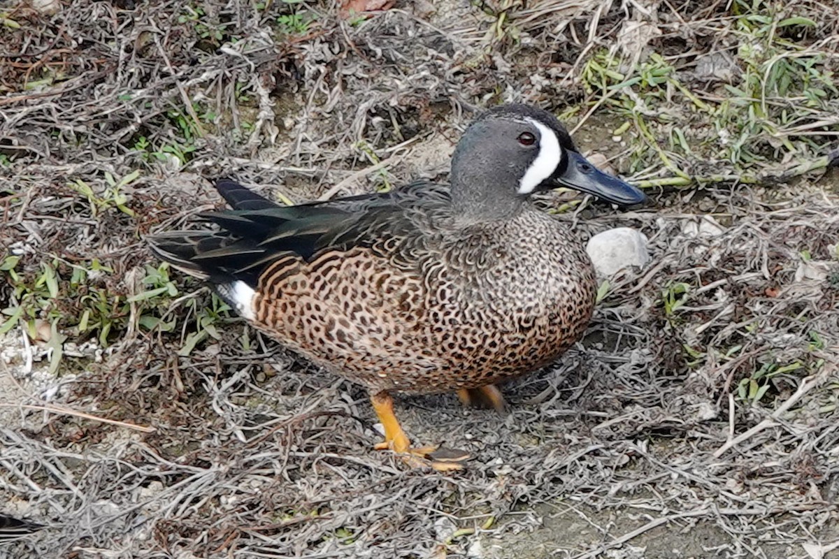 ミカヅキシマアジ - ML644735175