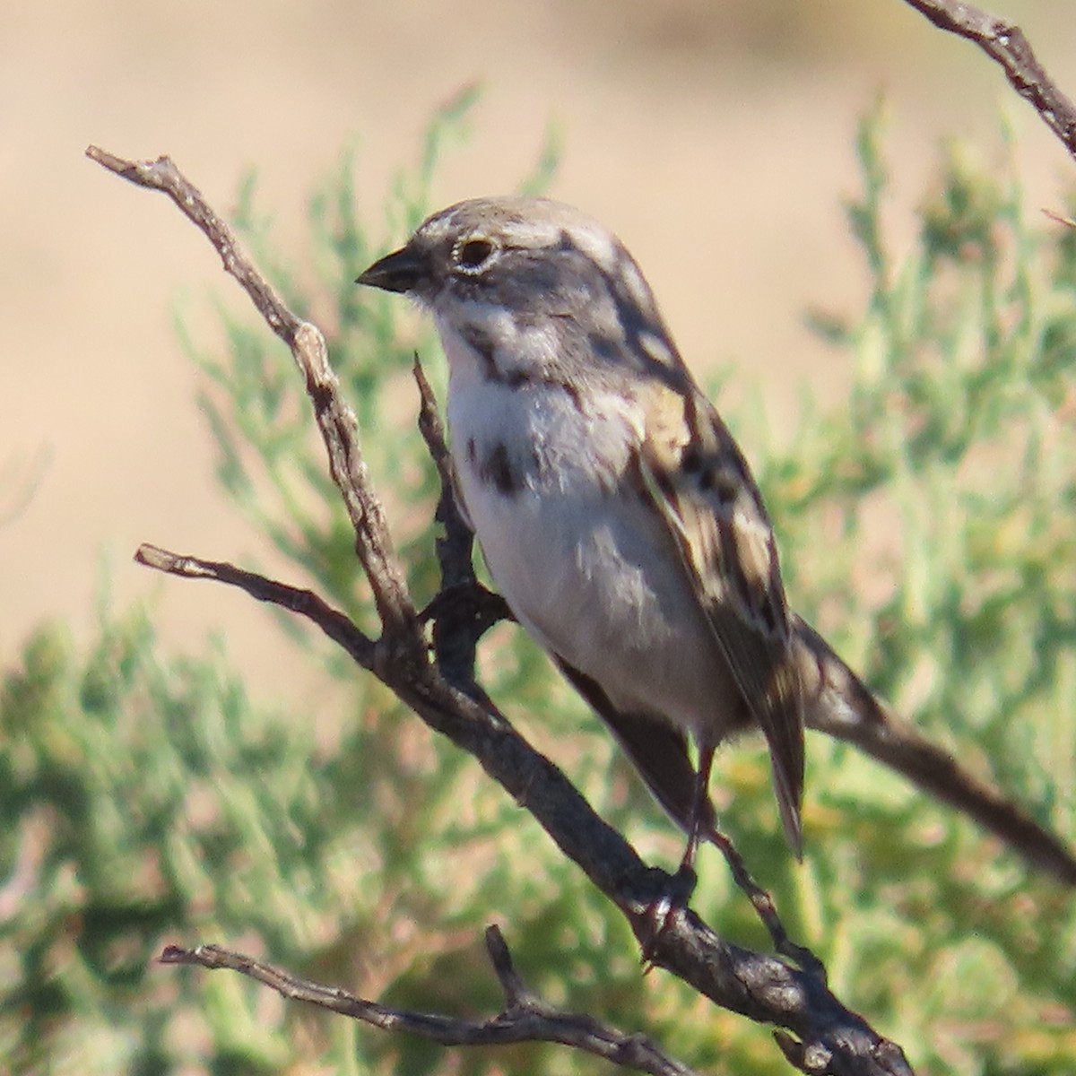 Sagebrush/Bell's Sparrow (Sage Sparrow) - ML644735191