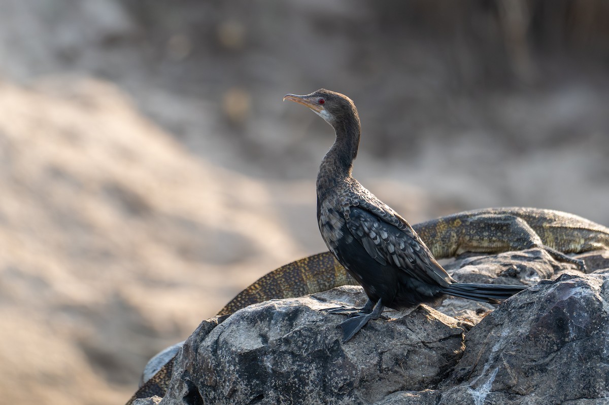 アフリカコビトウ - ML644735195