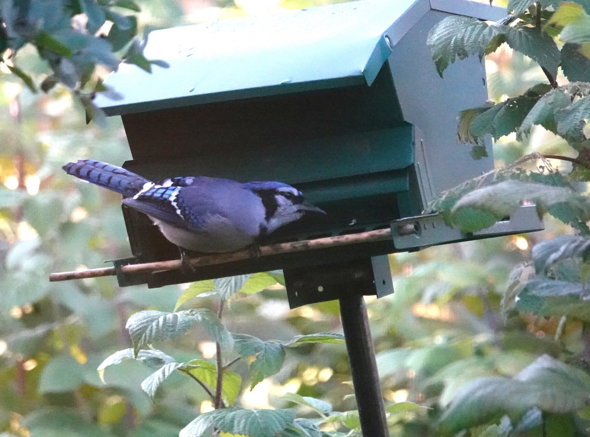 Blue Jay - ML644735198