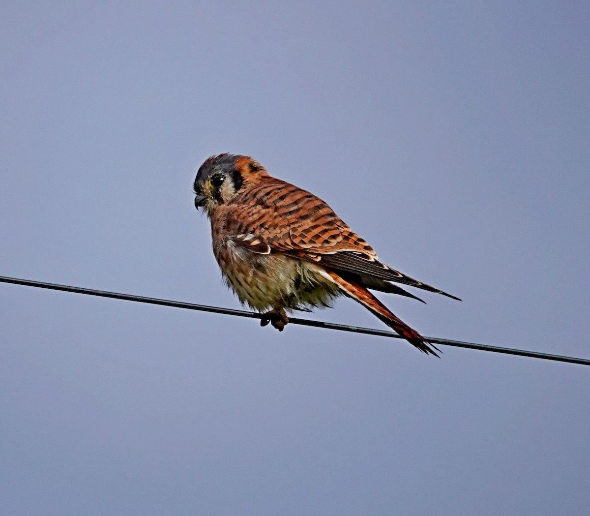 בז אמריקני - ML644735200