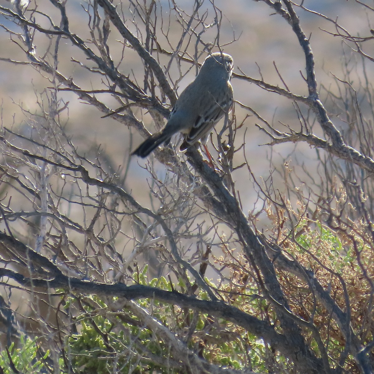 Sagebrush/Bell's Sparrow (Sage Sparrow) - ML644735205