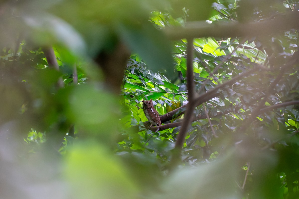 Oriental Scops-Owl - ML644735212