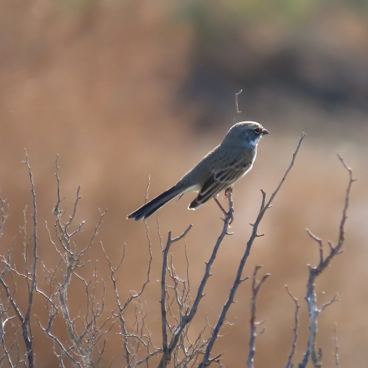 Sagebrush/Bell's Sparrow (Sage Sparrow) - ML644735216