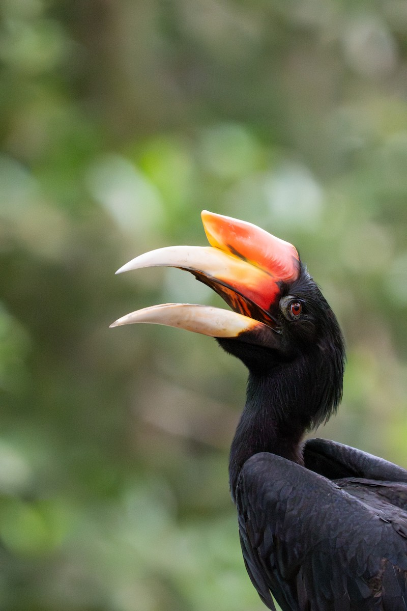 Rhinoceros Hornbill - ML644735218