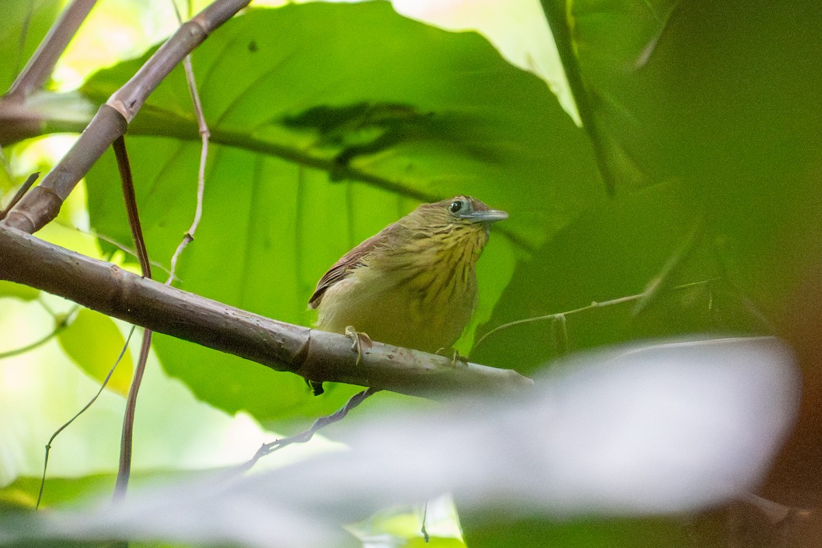 Pin-striped Tit-Babbler - ML644735230