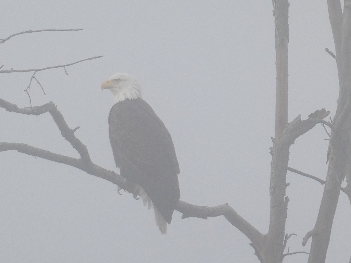 Pygargue à tête blanche - ML644735241