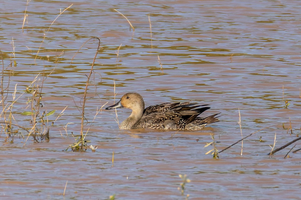 Northern Pintail - ML644735245