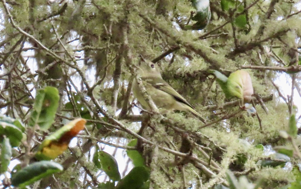 Ruby-crowned Kinglet - ML644735249