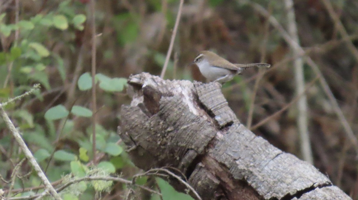 Підбуреник - ML644735251