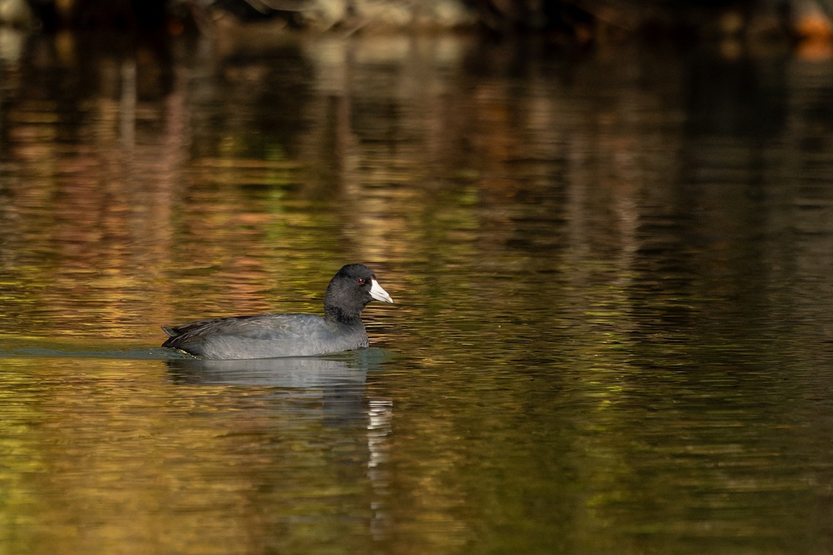 American Coot - ML644735253