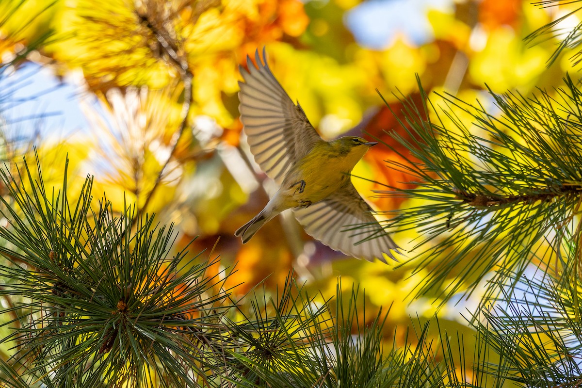 Pine Warbler - ML644735258