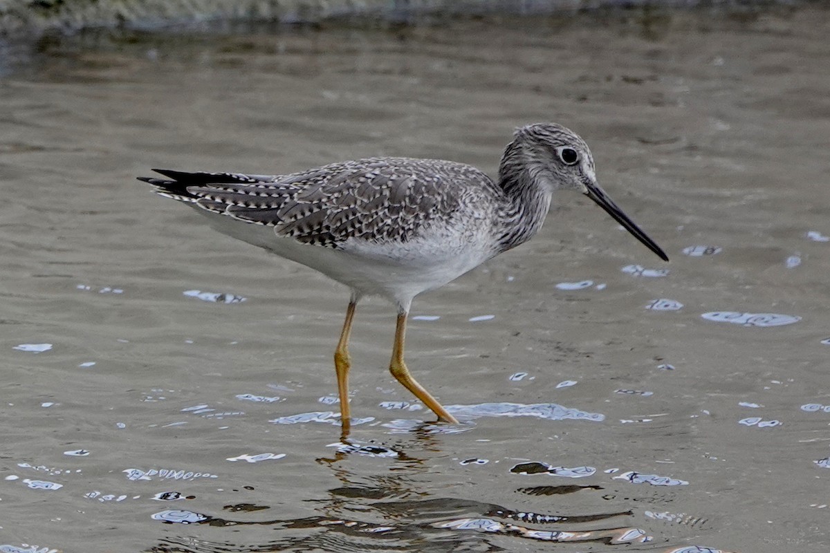 Greater Yellowlegs - ML644735260