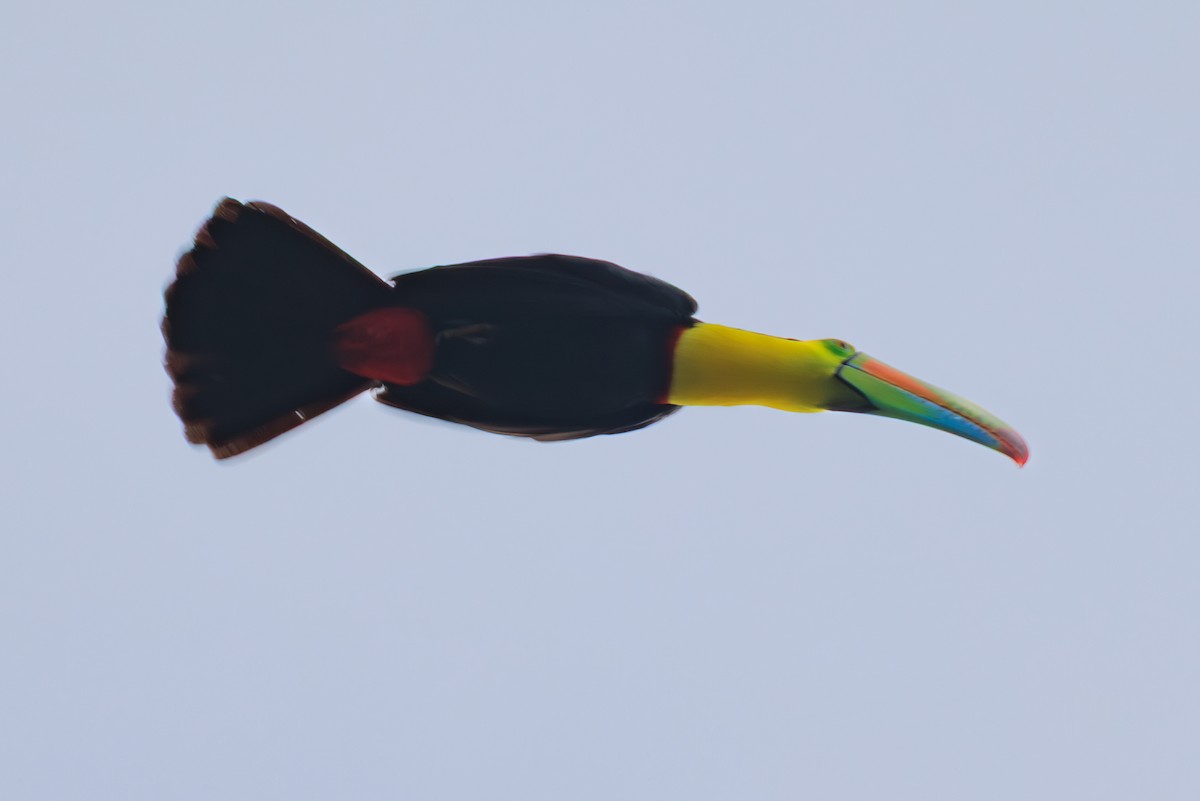 Keel-billed Toucan - ML644735264