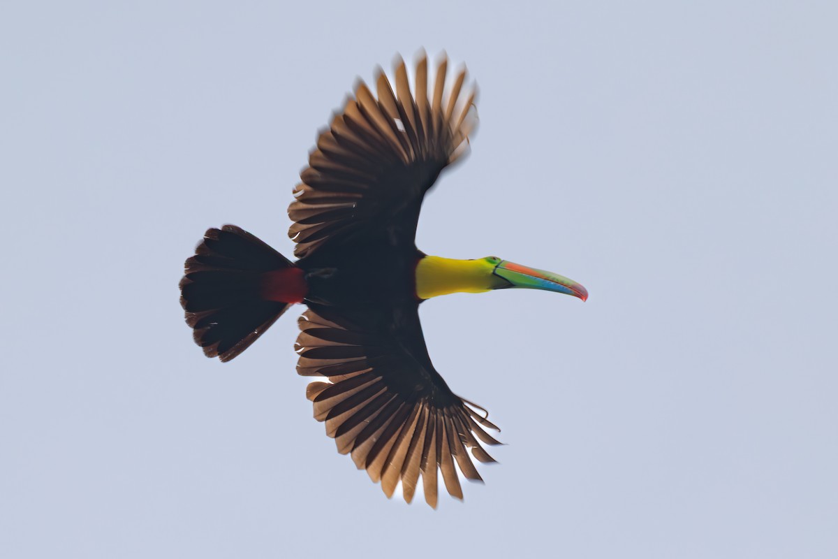 Keel-billed Toucan - ML644735265