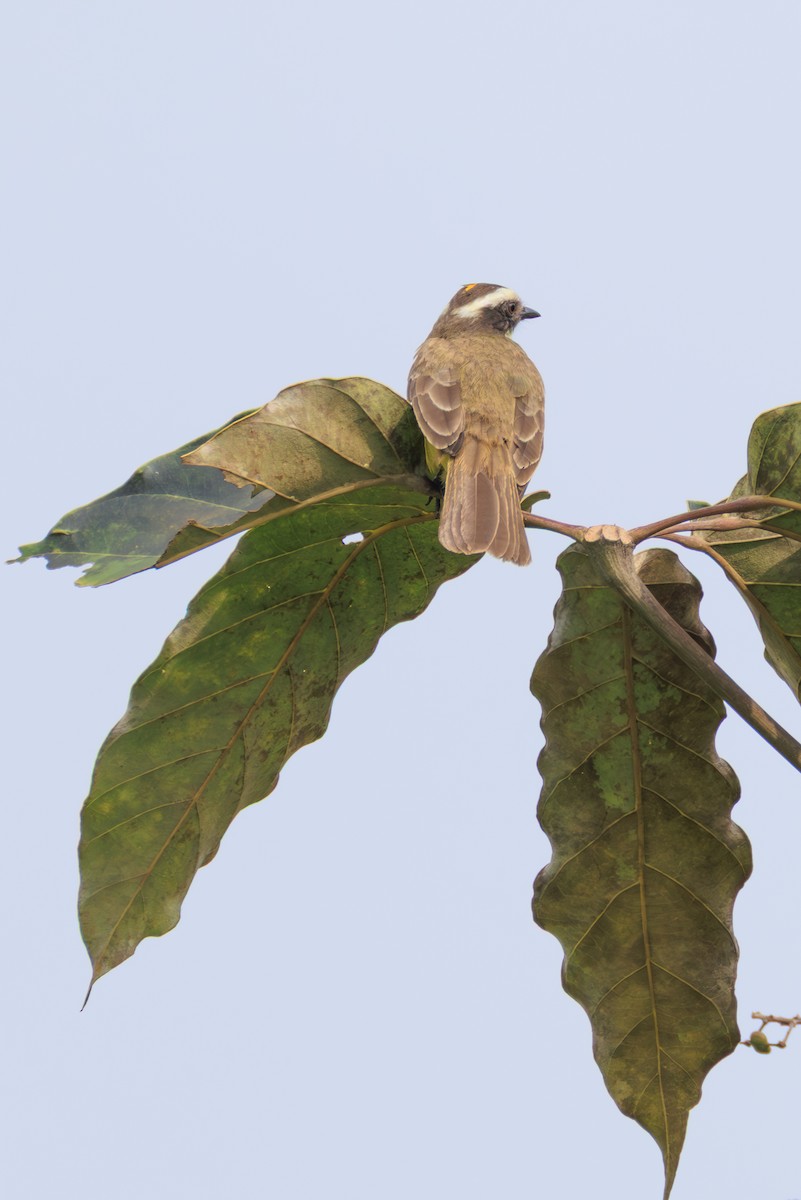 Красношапочный бентеви - ML644735269