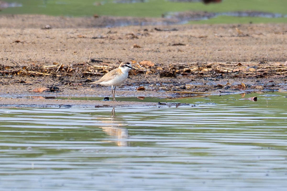 White-fronted Plover - ML644735270