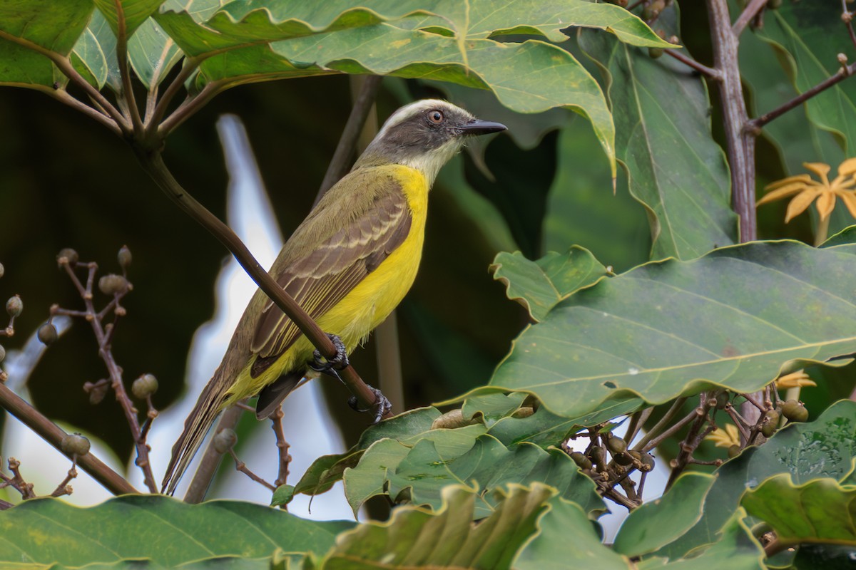 Красношапочный бентеви - ML644735271