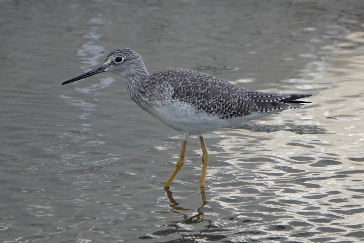 Greater Yellowlegs - ML644735272