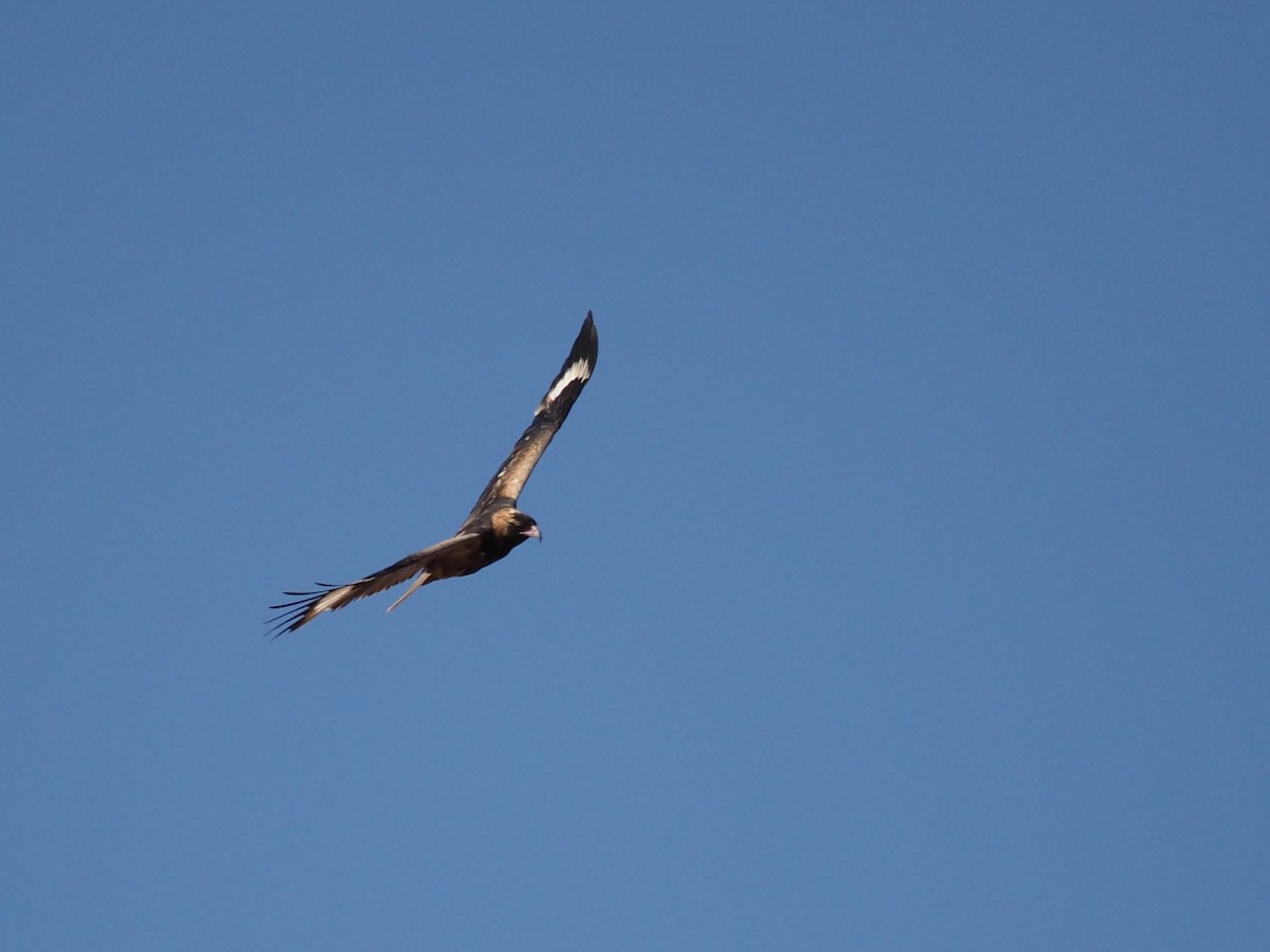 kongeglente - ML644735273