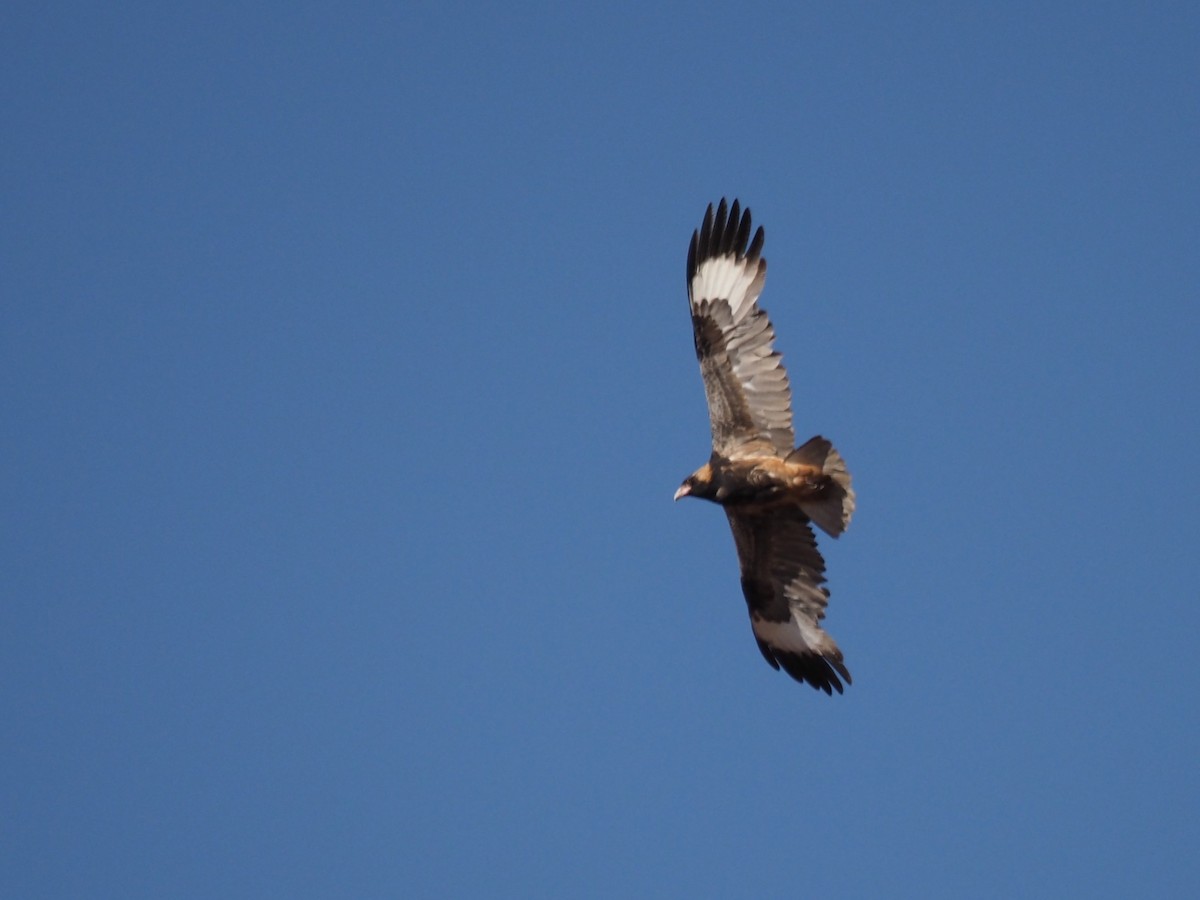 kongeglente - ML644735274