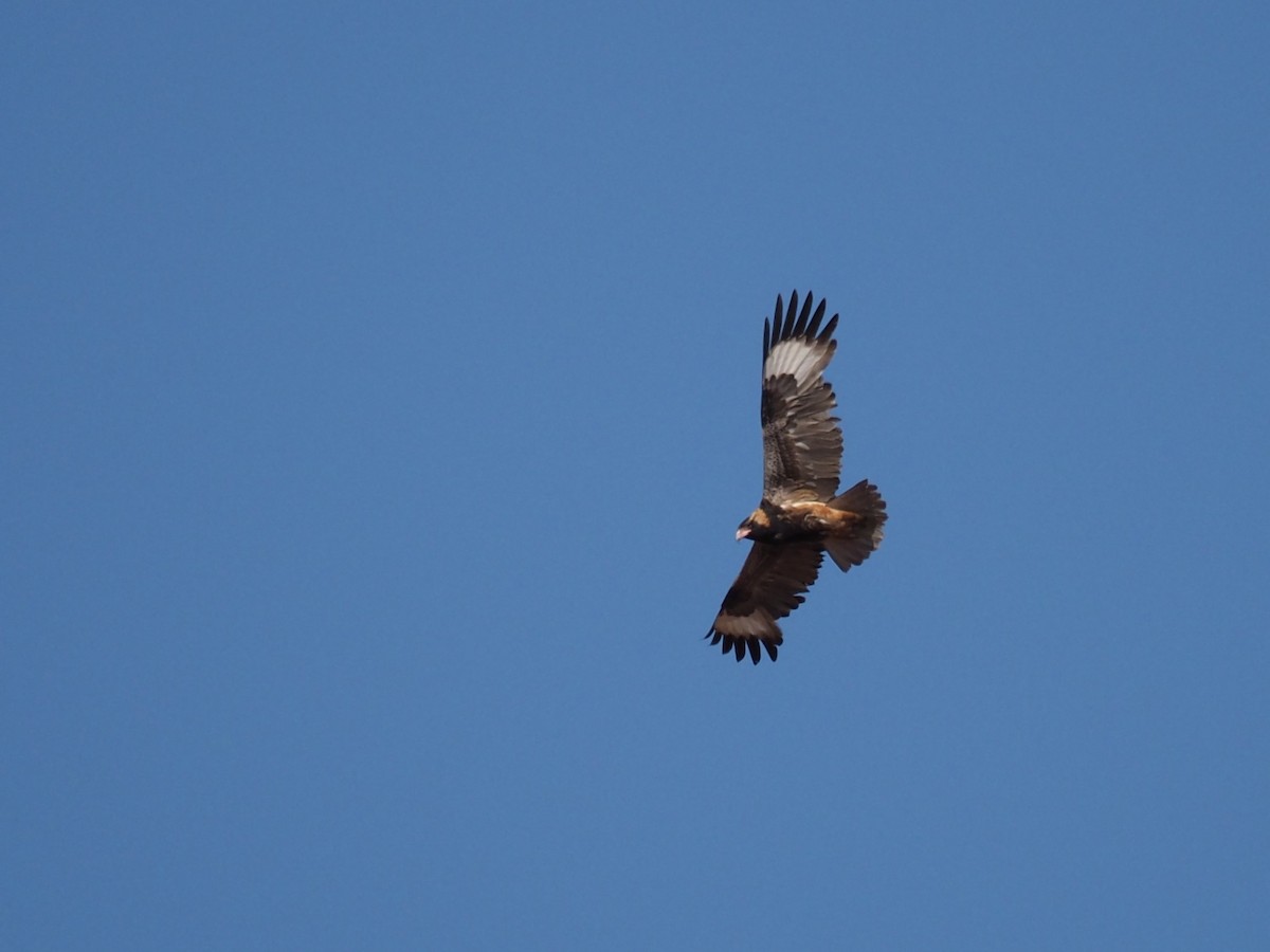 kongeglente - ML644735275