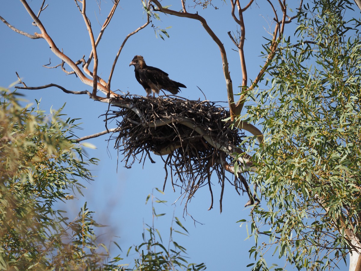 kongeglente - ML644735276