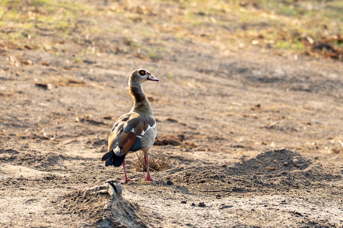 Egyptian Goose - ML644735279