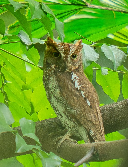 Oriental Scops-Owl - ML644735290