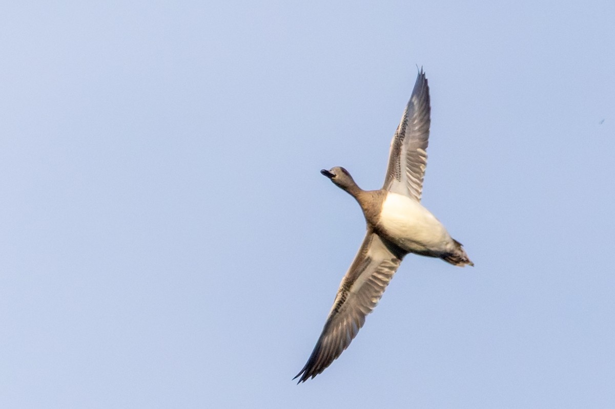 American Wigeon - ML644735294