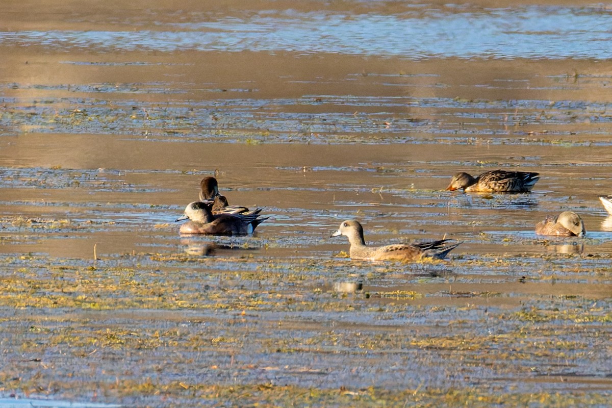 American Wigeon - ML644735295
