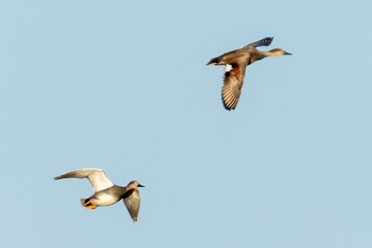 Ánade Friso - ML644735299