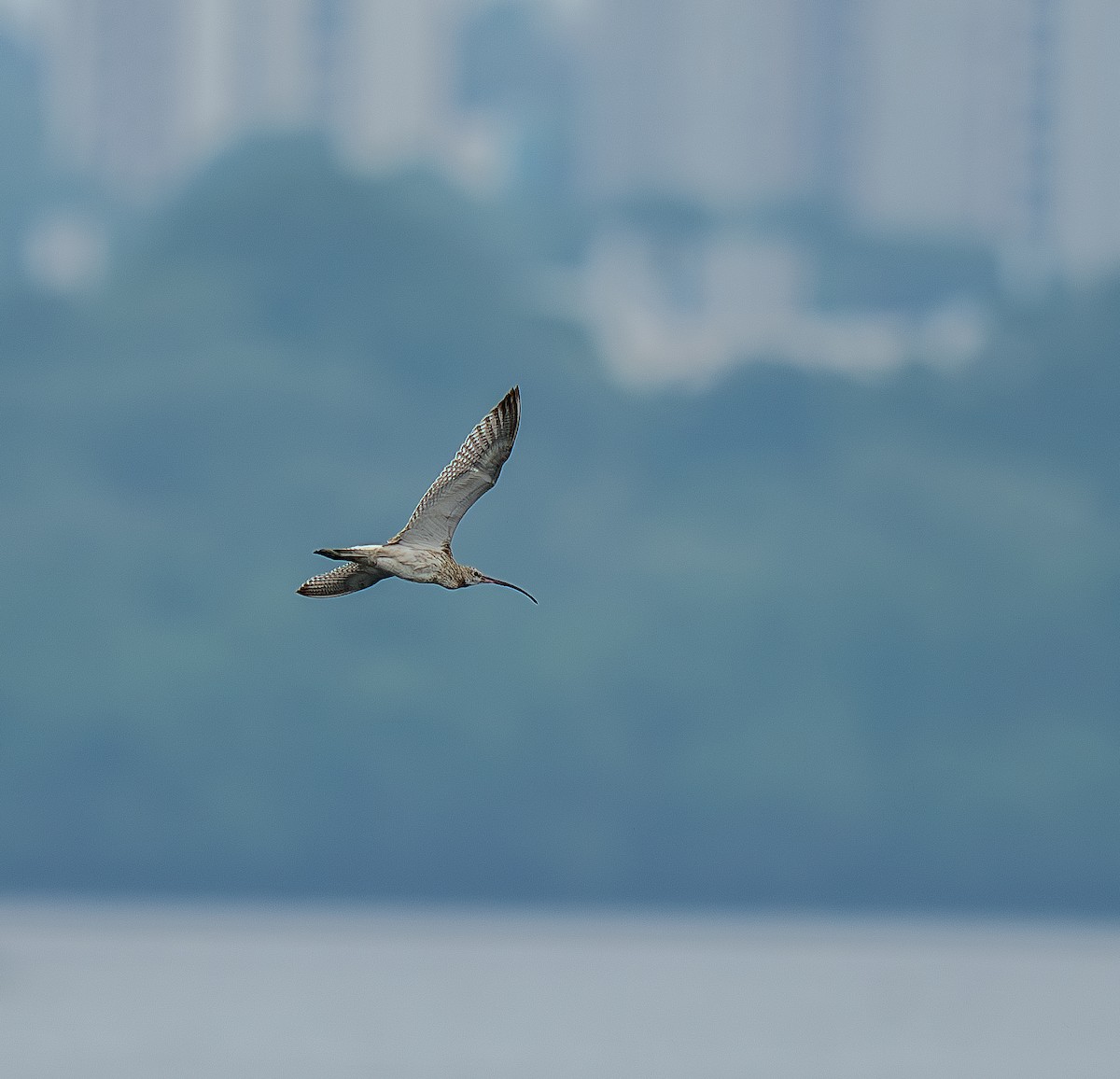 Eurasian Curlew - ML644735302