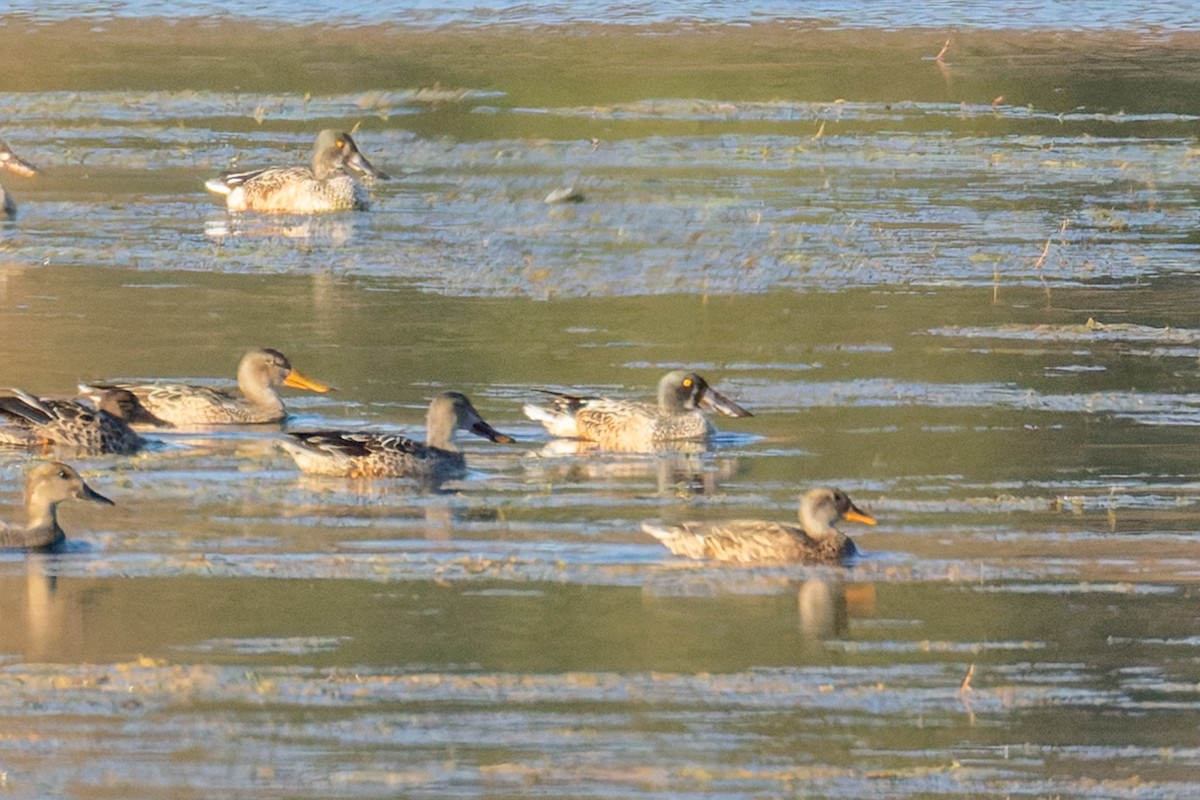 Northern Shoveler - ML644735306