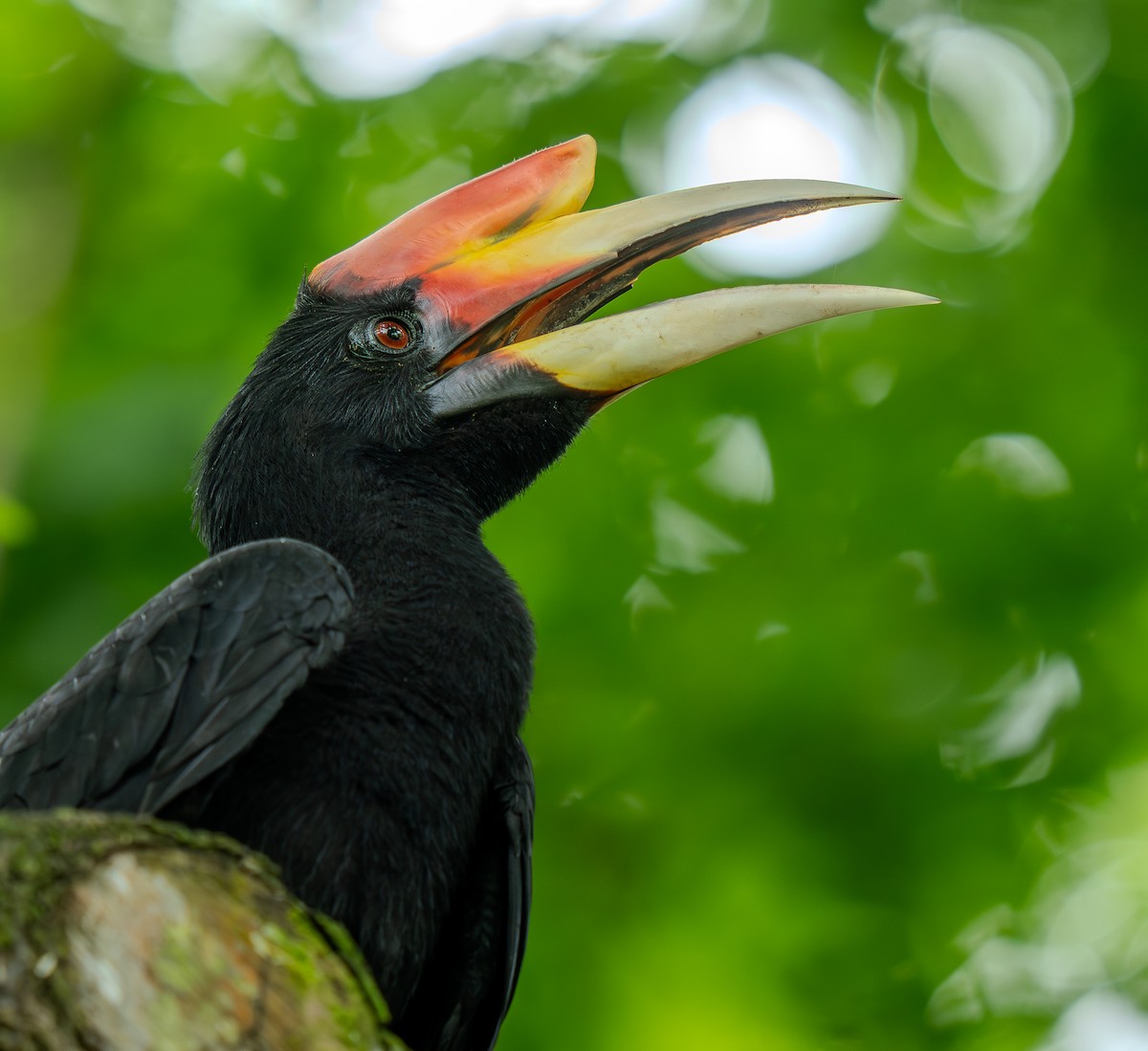 Rhinoceros Hornbill - ML644735310