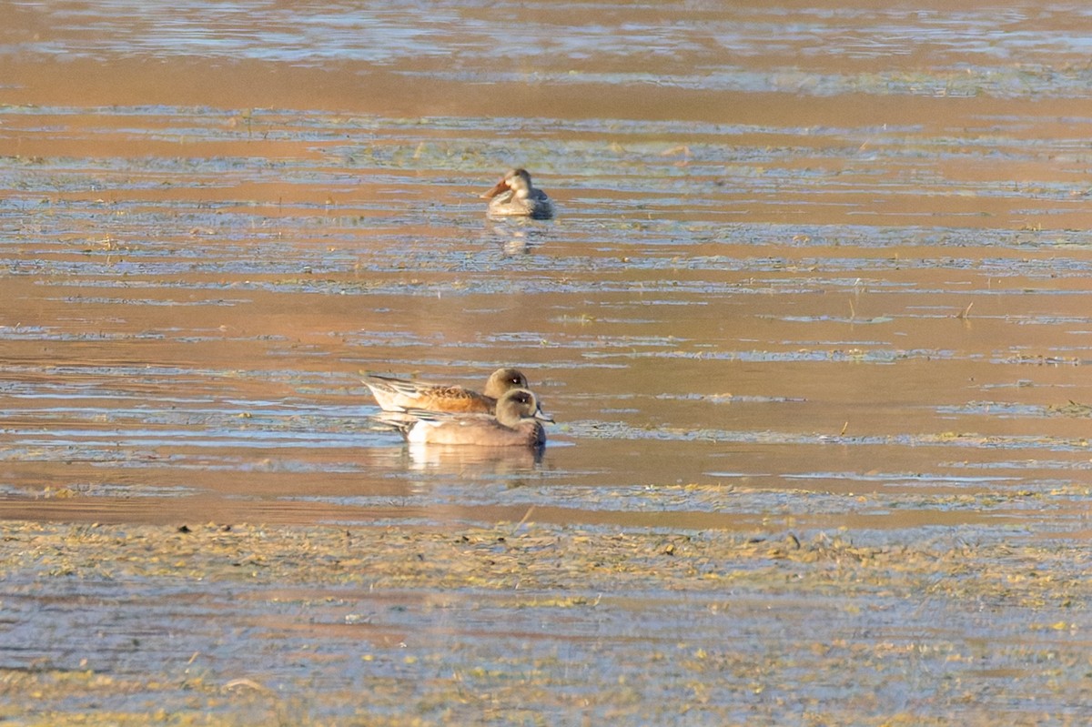 American Wigeon - ML644735319