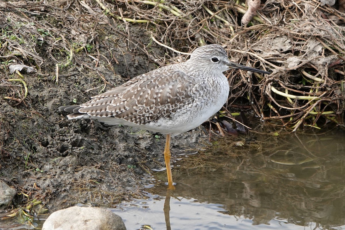 Greater Yellowlegs - ML644735320