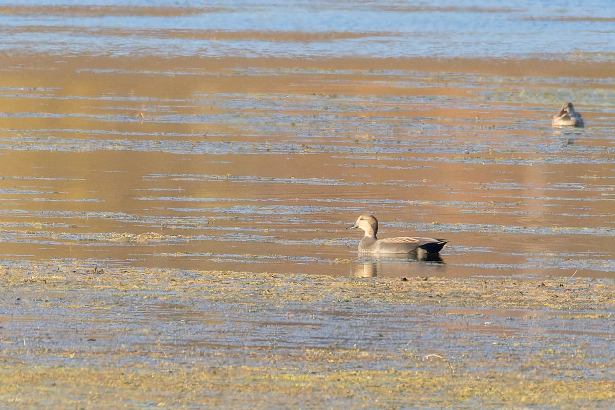 Ánade Friso - ML644735321