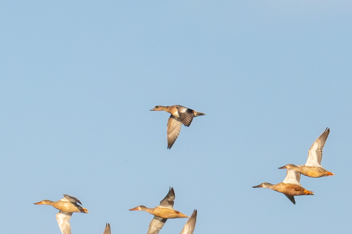 American Wigeon - ML644735327