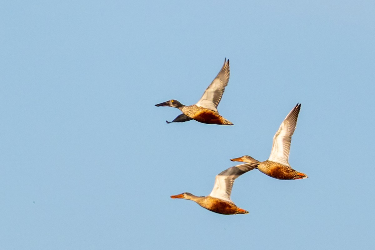 Northern Shoveler - ML644735330