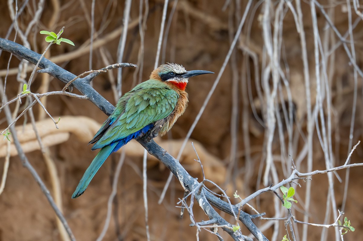 White-fronted Bee-eater - ML644735360