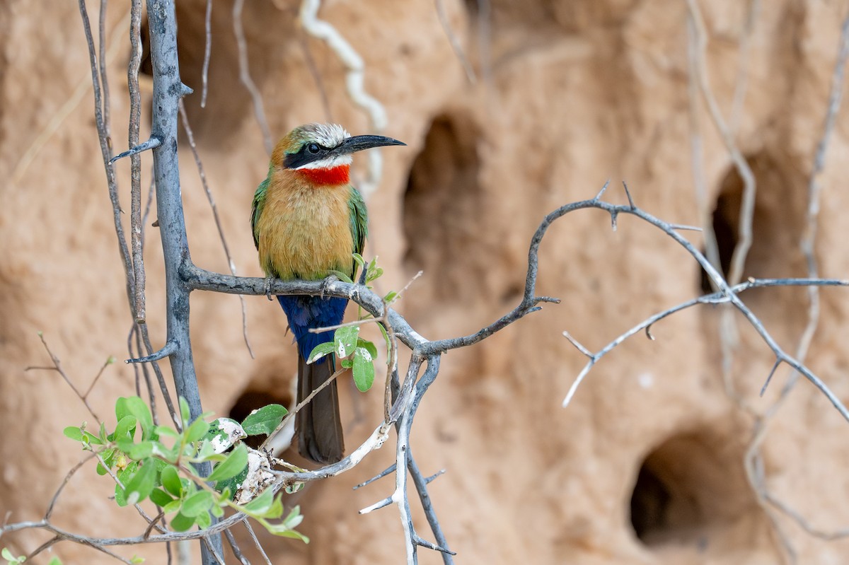 White-fronted Bee-eater - ML644735361